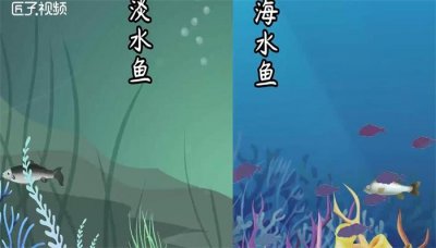 ​鱼是动物吗