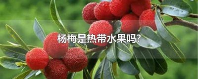 ​杨梅是热带水果吗 杨梅是热带水果吗百度百科