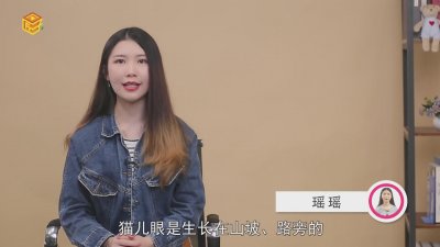 ​猫儿眼生长在什么地方