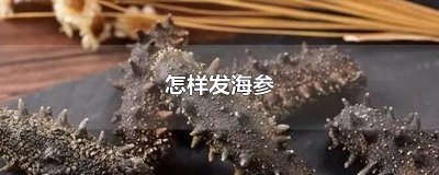 ​怎样发海参