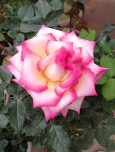 ​1棵月季竟然开5色花，只因切了1刀！呼呼窜成花瀑布！
