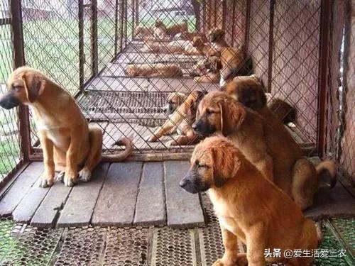农村养殖什么不愁销路6个养殖项目（不想打工的农村人来看看）(8)
