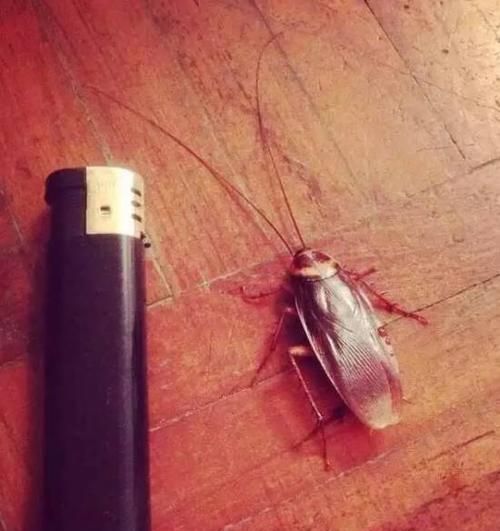 北方蟑螂和南方蟑螂有什么区别