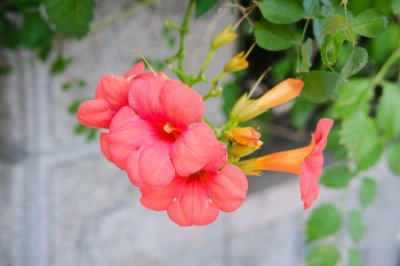 ​凌霄花的养殖方法