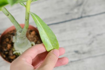 ​沙漠玫瑰的播种方法
