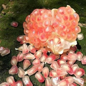 ​滋滋爆汁！蒙自石榴，不是很红，但很好吃！