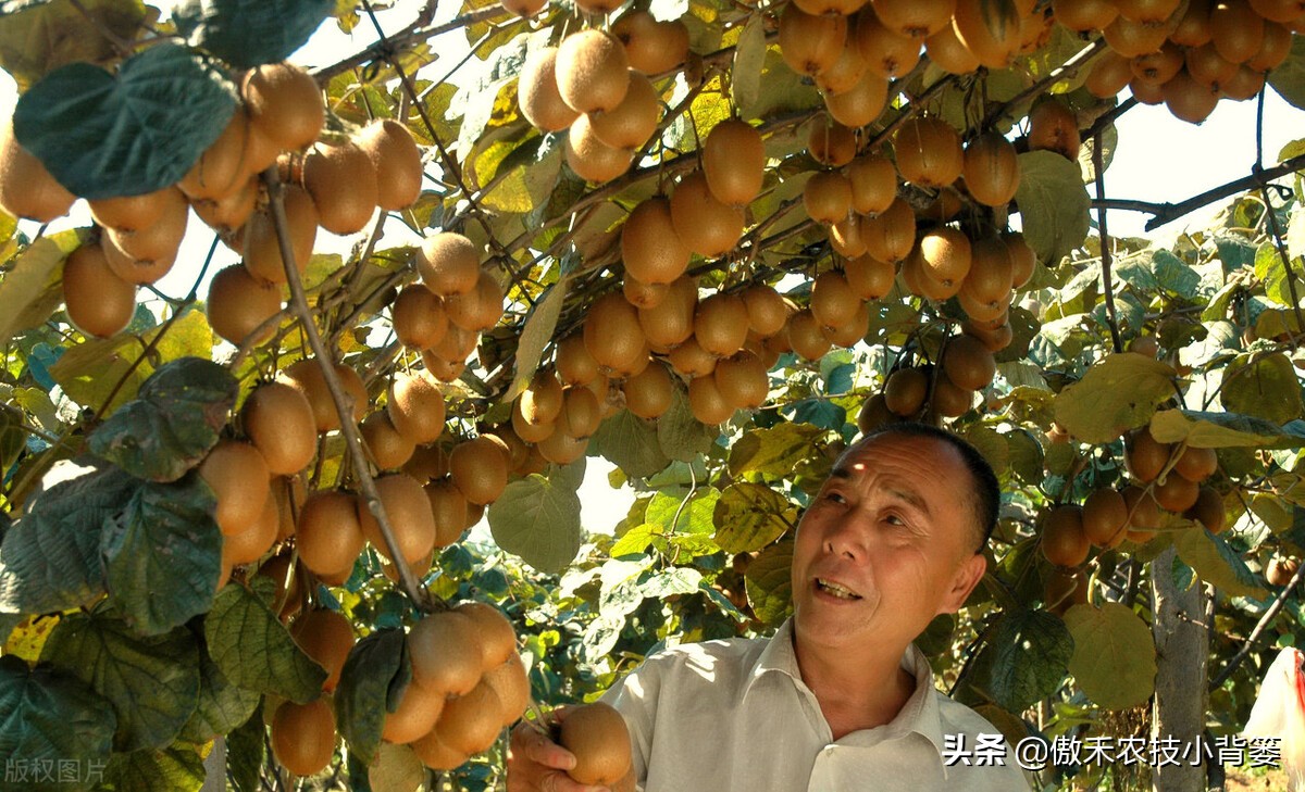 猕猴桃要公母一起种吗（猕猴桃种植小技巧分享）