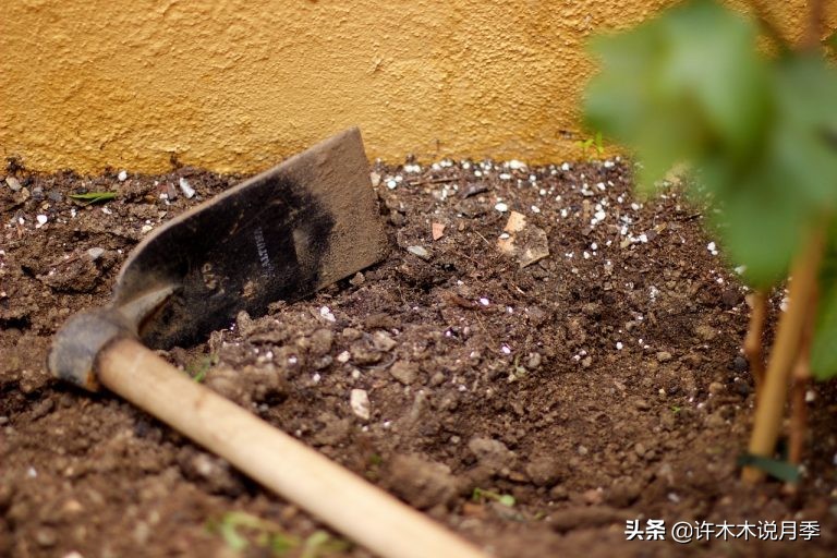 月季多久浇一次水（月季养殖的注意事项分享）