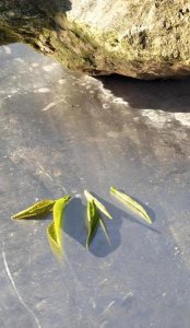 ​超市里的茶叶好还是茶叶店里的好(茶叶店里的茶叶贵吗)