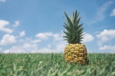 ​菠萝的种殖方法