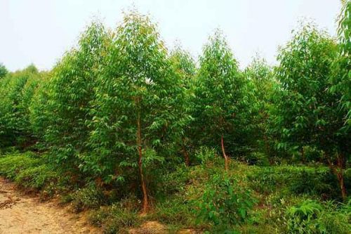 桉树专用肥料价格(七坡林场桉树专用肥)-第2张图片-