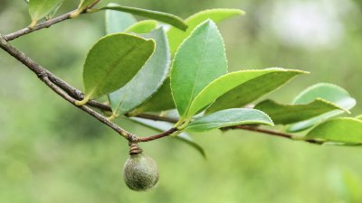 ​茶油是什么油