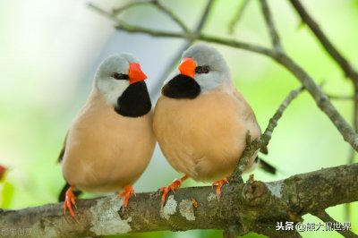 ​鸟为什么会飞呢原理（你知道鸟是怎么飞起来的吗？起飞的原理是什么？）