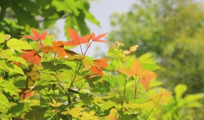 ​有一种人，到了清明节，不回老家扫墓，跟兄弟姐妹也很淡漠