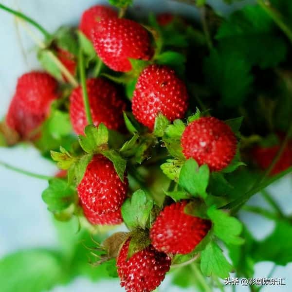 蛇莓和野草莓能吃吗（蛇莓和野草莓的区别在哪）