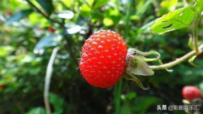 ​蛇莓和野草莓能吃吗（蛇莓和野草莓的区别在哪）