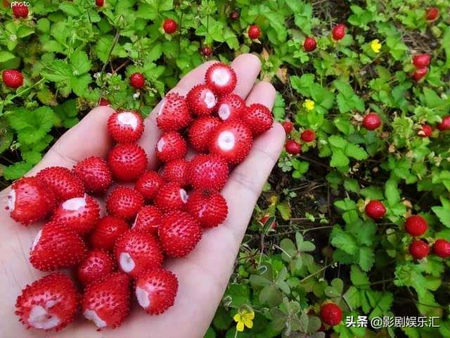 蛇莓和野草莓能吃吗（蛇莓和野草莓的区别在哪）