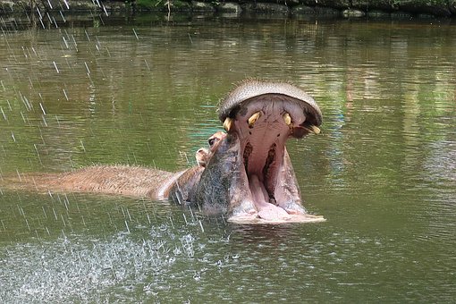 hippo-4262380__340.jpg