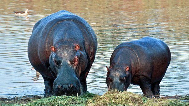 africa-1170205__340.jpg
