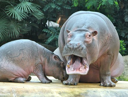zoo-24931__340.jpg