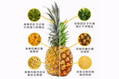 ​凤梨与菠萝的区别在哪（图文讲解二者之间的区别）