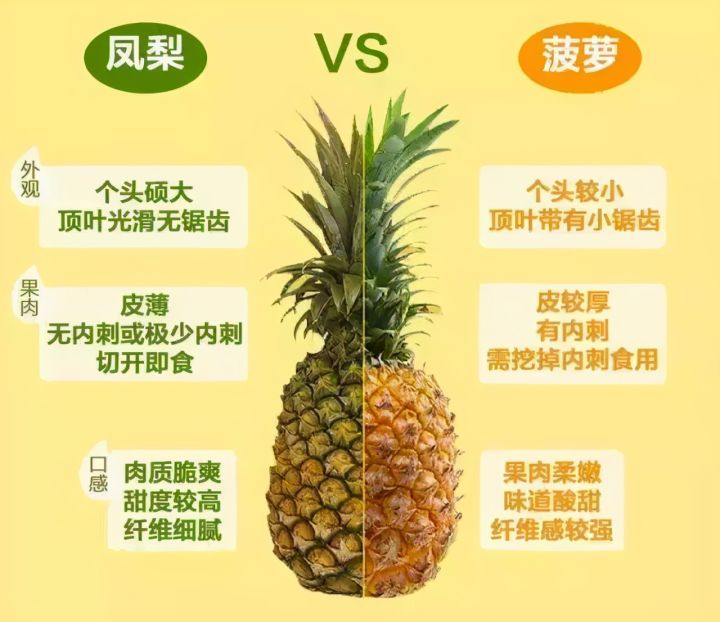 凤梨与菠萝的区别在哪（图文讲解二者之间的区别）