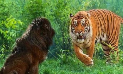 ​多少藏獒可以打败老虎(十只藏獒能不能打过一只东北虎)