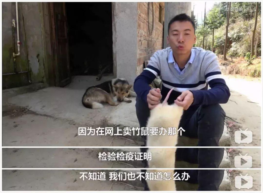 竹鼠是保护动物吗(竹鼠是几级保护动物)