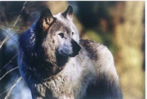 历史上已知唯一灭绝的犬科动物：南极狼，一匹孤独的狼