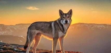 历史上已知唯一灭绝的犬科动物：南极狼，一匹孤独的狼
