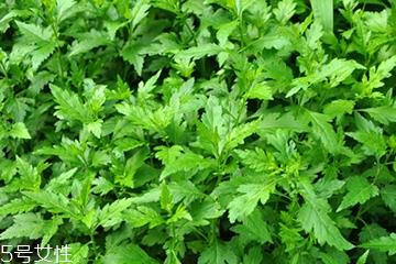 菊花脑可以凉拌吗?菊花脑凉拌好吃吗? 菊花脑可以凉拌吗?菊花脑凉拌好吃吗?