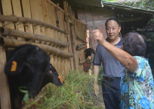 现在农村有哪些可以致富的项目(农村可以致富的几个项目)(2)