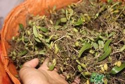 石橄榄孕妇能吃吗?孕妇吃石橄榄有什么好处 石橄榄孕妇能吃吗?孕妇吃石橄榄有什么好处