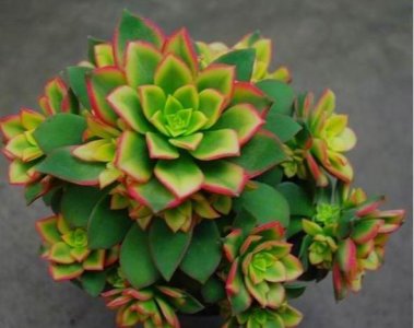 ​一种五彩斑斓的多肉，叶子秀丽颜值高，越养越美，花瓣重重叠叠