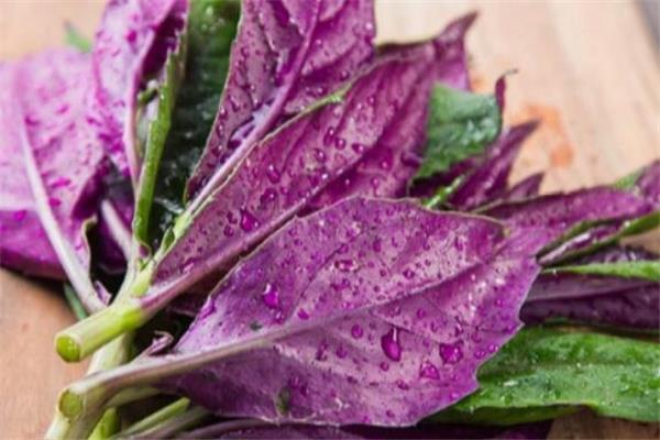 红凤菜什么人不能吃 红凤菜禁忌人群