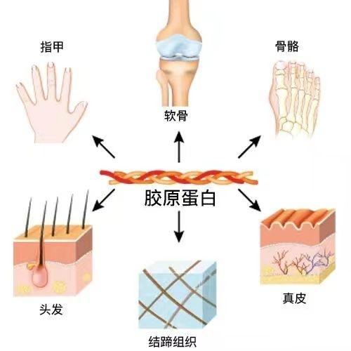 胶原蛋白必买清单（看看你的双十一）(3)