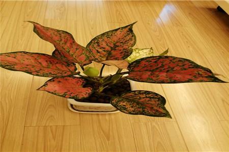 如意皇后 如意皇后