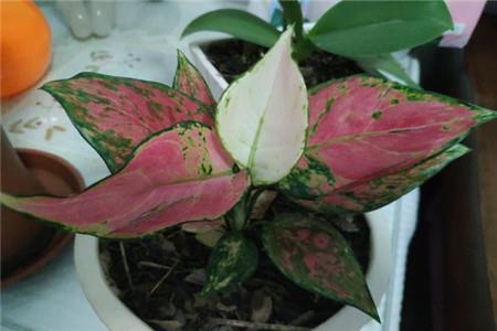 如意皇后 如意皇后