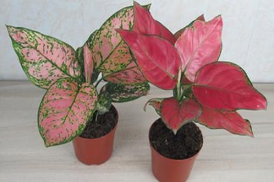 ​吉利红和如意皇后的区别