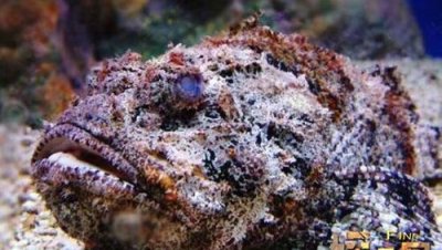 ​什么东西见水有剧毒,石头见水会着火是什么化学东西引起的