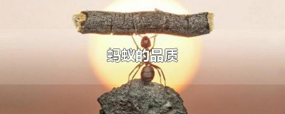 ​蚂蚁的品质