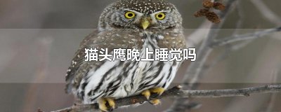 ​猫头鹰晚上睡觉吗