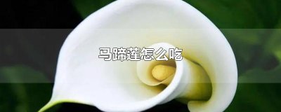​马蹄莲怎么吃