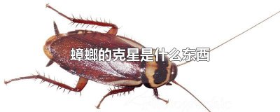 ​蟑螂的克星是什么东西