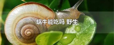 ​蜗牛能吃吗 野生