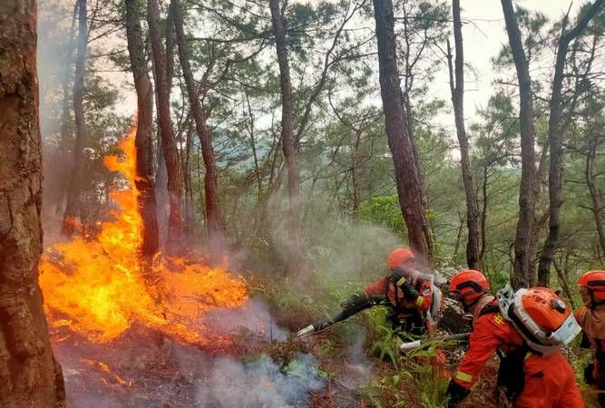 森林防火安全知识要点