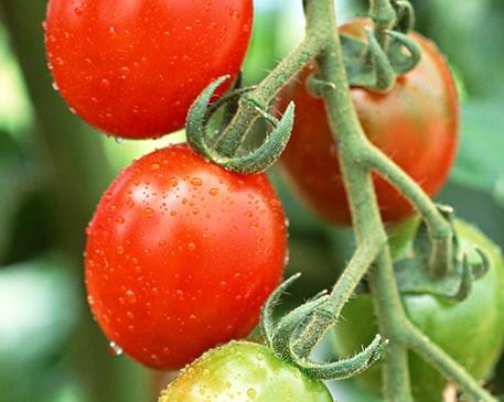 吃番茄对前列腺好吗_吃番茄对前列腺的影响 吃番茄对前列腺好吗_吃番茄对前列腺的影响