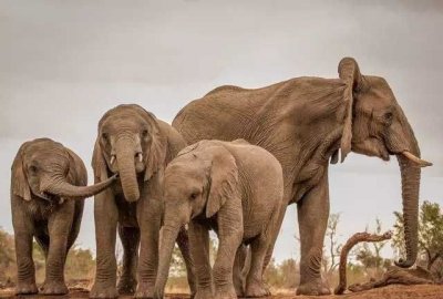 ​象群的首领是什么,象群首领是母象 公象为啥当不上