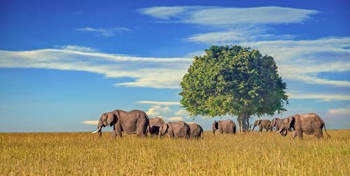 大象的特征和特点是什么