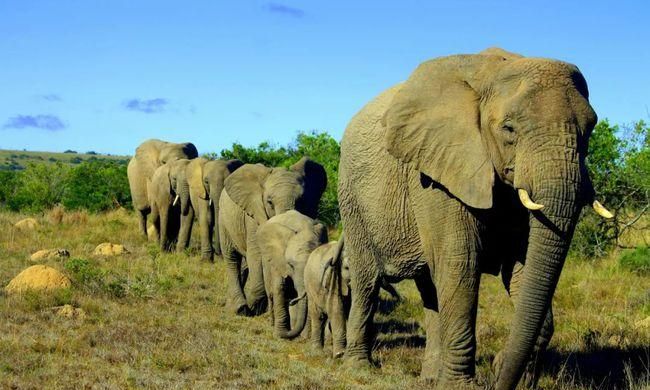 象群的首领都是雌性吗